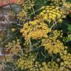 Foeniculum vulg. 'Purpureum