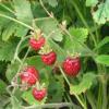 Fragaria 'Capron'