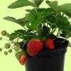 Fragaria 'Temptation'