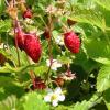 Fragaria vesca 'Alexandria'